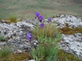 32. perunike na vrhu